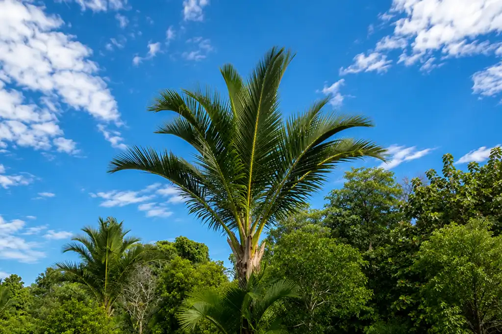 Pohon Sagu